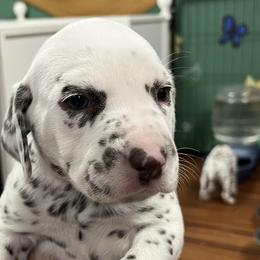 Boy 3 - White and liver brown Dalmatian puppy in West Lafayette, Indiana from Celestial Fyre Dalmatians