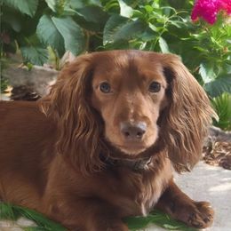 Copper - Dachshund