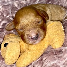 Bernedoodle and Cavapoo Puppies from Sugar Doodles Pups