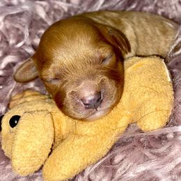 Bernedoodle and Cavapoo Puppies from Sugar Doodles Pups