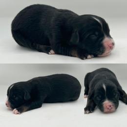 Black tri male 3 - Black tri male Miniature Australian Shepherd puppy in Brooker, Florida from Honey, I Shrunk the Aussies
