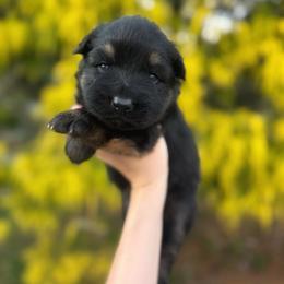 Girl 1 - Black and red female German Shepherd puppy in Pickens, South Carolina from Von Maqqedah Haus German Shepherds