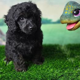 Donatello - Brindle male Poodle puppy in Springfield, Oregon from Valaurah Farms