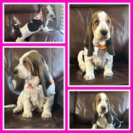 Girl 3 - Brown black and white Basset Hound puppy in Columbia, South Carolina from Pawmetto Hounds