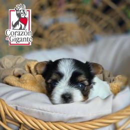 Alex - Black tan and white female Biewer Terrier puppy in California from Corazon de gigante