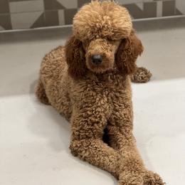 Bernedoodles, Goldendoodles, and Golden Retrievers from Were The Mack'Doodles