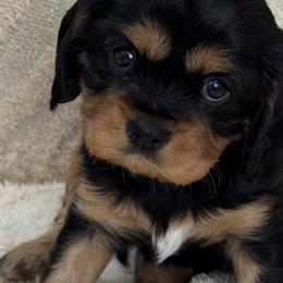 Cavalier King Charles Spaniels from Shooting Star Cavaliers