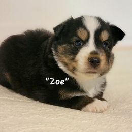 Zoe - female Miniature American Shepherd puppy in Waxhaw, North Carolina from Cane Creek Aussies