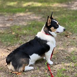 American Corgi and Pembroke Welsh Corgi Puppies from Beebe’s Corgis