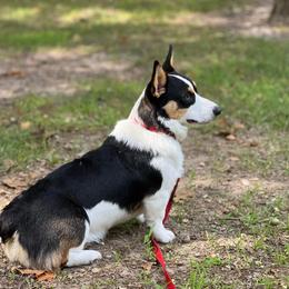American Corgi and Pembroke Welsh Corgi Puppies from Beebe’s Corgis