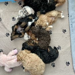 Poodle Puppies from Grandy’s Pretty Poodles