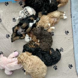 Poodle Puppies from Grandy’s Pretty Poodles