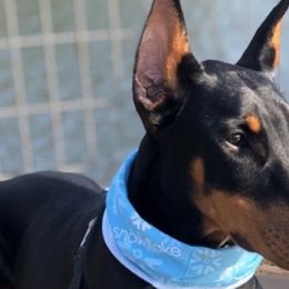 Doberman Pinschers from Foxys Dobermans