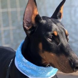 Doberman Pinschers from Foxys Dobermans