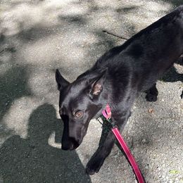 German Shepherd puppies from Sstar