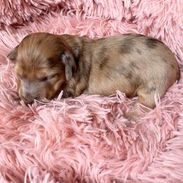 Guinness - Dapple male Dachshund puppy in Trenton, Florida from Tweenie Weenie Dachshunds