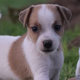 "Cora" - Jack Russell Terrier puppy from Wendover Terriers