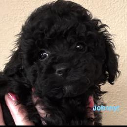 Johnny SMALL - Black male Poodle puppy in Orlando, Florida from Denise’s Puppies