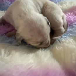 Princess Donut - White and liver brown female Dalmatian puppy in Fort Cavasos, Texas from Mainstreet Dalmation