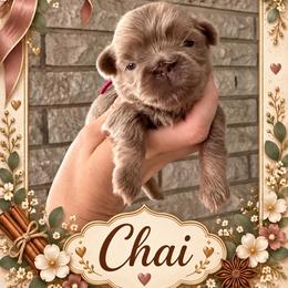 Chai - Lilac female Shih Tzu puppy in Connersville, Indiana from Sugar and Spice Shihtzus