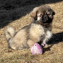 Jack - Sable Tibetan Spaniel puppy in Sterling Heights, Michigan from Sterling Tibbies