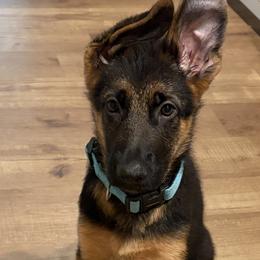 Bluey - Black and red male German Shepherd puppy in Medford, New Jersey from Christina's German Shepherds