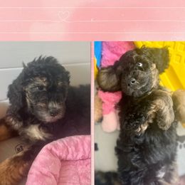 Goldendoodle Puppies from Fishermen’s Doodles