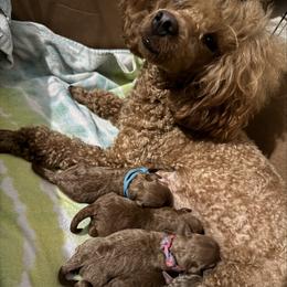 Poodle puppies from RomLein Poodle