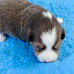 Nugget - Red tri male Miniature Australian Shepherd puppy in Norco, California from Joyfulpuppies