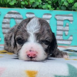 Ottis - Blue merle and white male Sheepadoodle puppy in Owensville, Missouri from Oak Valley Kennels