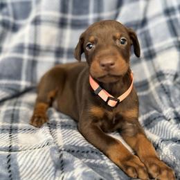 Orange Collar - Red and rust female Doberman Pinscher puppy in Lake City, Florida from Paintedcrazy Doberman Pinchers