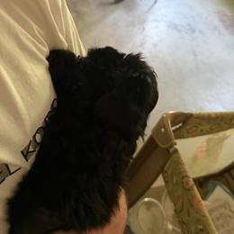 Girl 1 - Black female Miniature Schnauzer puppy in Albany, New York from David's Pups