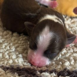 Gabriel - Chocolate male Havanese puppy in Arizona from HavaDoggie