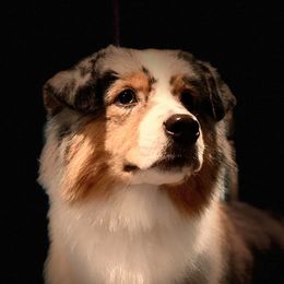Sequinn - Australian Shepherd