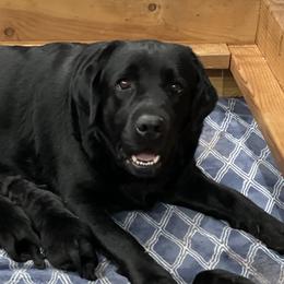 Santana - Labrador Retriever