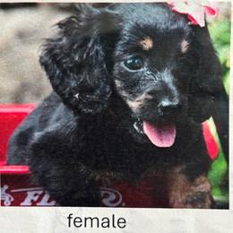 Dawn - Black female Dachshund puppy in Watertown, Massachusetts from Jae’s Puppy House