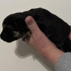 Girl 1 - German Shepherd puppy in Shelton, Washington from K&L Kennels