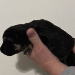 Girl 1 - German Shepherd puppy in Shelton, Washington from K&L Kennels