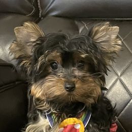 Saltï - Yorkshire Terrier