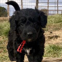 Bernedoodles and Bordoodles from Mesa View Puppies