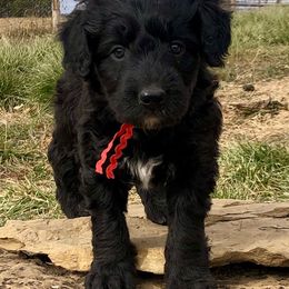 Bernedoodles and Bordoodles from Mesa View Puppies