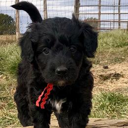 Bernedoodles and Bordoodles from Mesa View Puppies