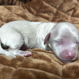 Kiara - Cream female Dachshund puppy in Sheridan, Arkansas from Farmhouse Dachshunds