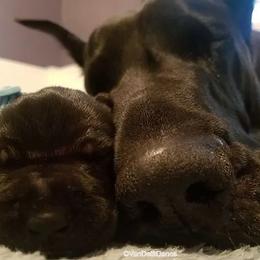 Great Dane Puppies from VanDelft Danes