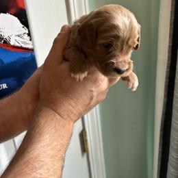 Zuzu - Apricot female Goldendoodle puppy in China Grove, North Carolina from Lasting Legacy Family Dogs
