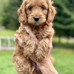 Goldendoodle Puppies from Amazing Grace Doodles