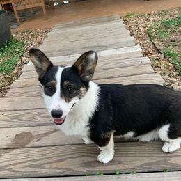 Remi - Companion Cross