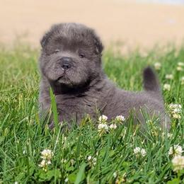 Cymbalta - Blue male Chinese Shar-Pei puppy in Clarksville, Tennessee from Wrinkle Bum Shar-Pei
