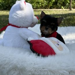 Tiny Minnie 1 pound - Black and gold female Yorkshire Terrier puppy in Naples, Florida from 🤎 Dreaming Puppies 🐶