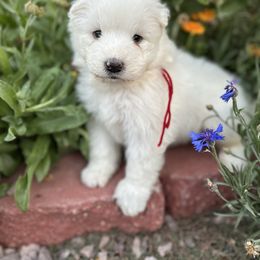 Red - White male Samoyed puppy in Paulden, Arizona from Carefree Samoyeds & Deserthills Labradors
